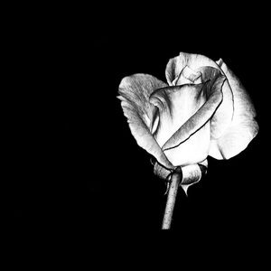 Meet your Posher, Thalia